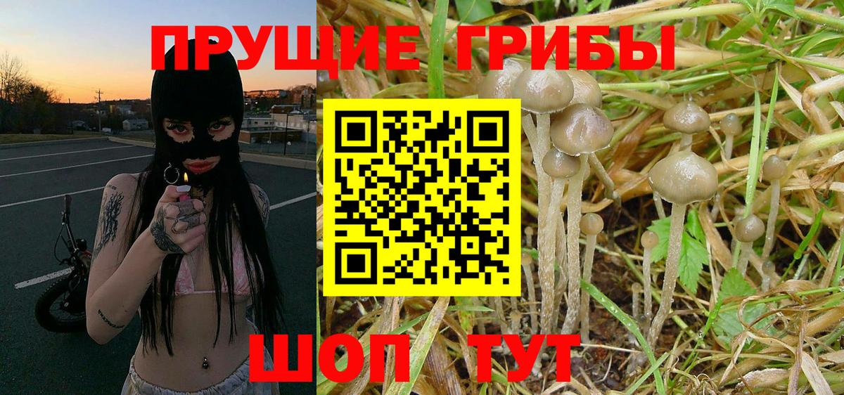 Галлюциногенные грибы Cubensis  Вход с VPN  Псилоцибиновые грибы мухоморы  Солнечногорск 